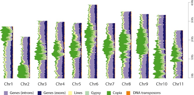 Plus de 36 000 gènes sur 11 chromosomes - © CIRAD